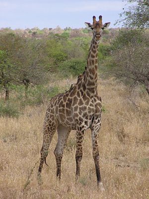 남아프리카기린 (G. g. giraffa)