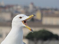 A gull's upper mandible can flex upwards because it is supported by small bones which can move slightly backwards and forwards.