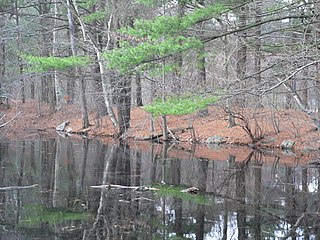 Turtle Pond