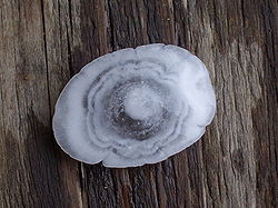 A large hailstone with concentric rings Hagelkorn mit Anlagerungsschichten.jpg