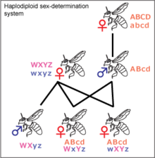 Haplodiploid sex chromosomes Haplodiploid-sex-determination-system3.png