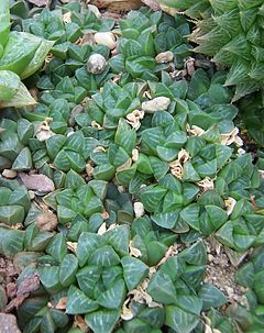 Description de l'image Haworthia retusa.jpg.