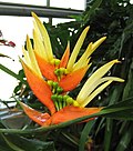 Heliconia aurantiaca 09.jpg