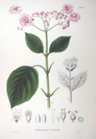 Illustration of Hydrangea involucrata