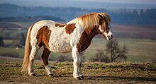 Cheval islandais de profil de couleur marron et blanc