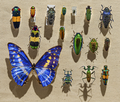 Cornell drawer displaying iridescent insects