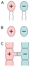 Different forms of anisogamy:A) anisogamy of motile cells, B) oogamy (egg cell and sperm cell), C) anisogamy of non-motile cells (egg cell and spermatia).