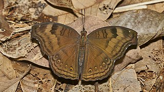 Junonia iphita mit hellbraunen Augenflecken