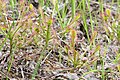 Drosera intermedia.