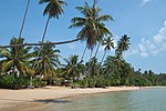 Palms on the beach