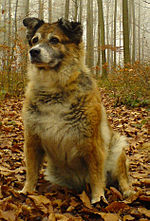 Westerwälder Kuhhund