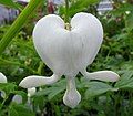 Lamprocapnos spectabilis 'Alba'