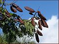 Seed pods