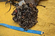 A detached holdfast of D. antarctica found off Chile, colonised by the goose barnacle Lepas australis