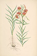 Lilium callosum.jpg