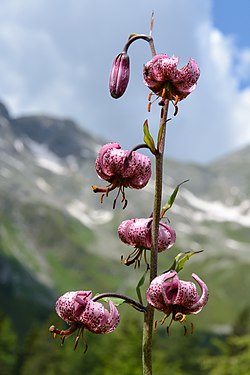 Lilium martagon, Ավստրիա