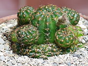 Lobivia arachnacantha typically forms clumps