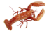 Lobster png by absurdwordpreferred d2xqhvd.png