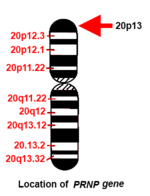 Chromosome 20