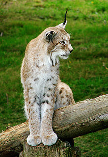 La chasse au Lynx dans LYNX 220px-Lynx_de_Sib%C3%A9rie_Thoiry_1981