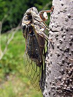 Tibicen plebejus – seitlich