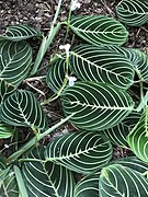 Maranta leuconeura Marisela