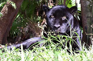 Black Puma in Belize