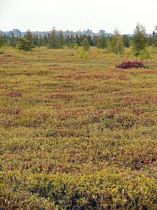 512px-MerBleueBog2 What Is A Wetland?