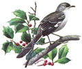 Northern Mockingbird