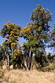 N. floribunda, Regionalni park Beeliar