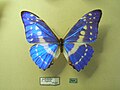 Morpho cypris: strahlendes Blau durch Reflexion