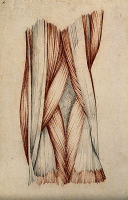 Muscles and tendons of the knee-joint. Red chalk and pencil Wellcome V0008267