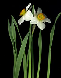 Narcissus (Daffodil).jpg