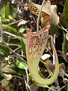 Nepenthes rafflesiana, верхний кувшин со спиральным усиком