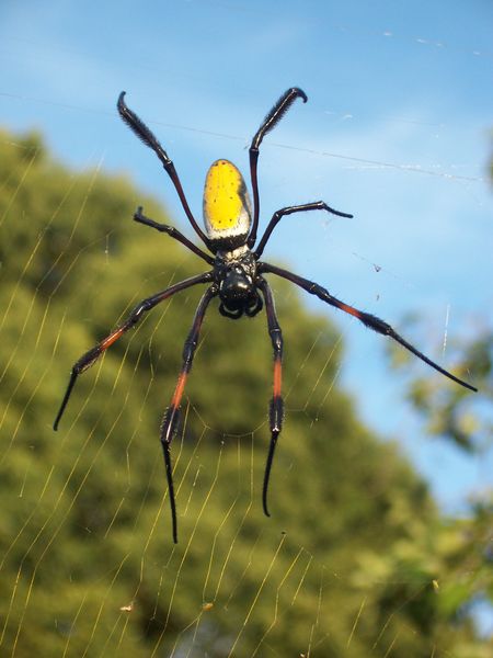 http://upload.wikimedia.org/wikipedia/commons/thumb/d/d5/Nephila_inaurata1.JPG/450px-Nephila_inaurata1.JPG