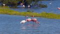 Flamingi na North Caicos