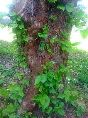 English: This is an old poison ivy vine from m...