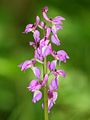 Orchis mascula, inflorescense, Photo by Kristian Peters