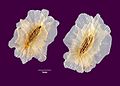 Geflügelte Samen von Paulownia tomentosa