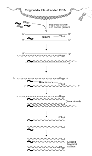 Plymerase chain reaction, PCR