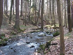 Paběnický potok v lesnatém údolí pod Hraběšínem