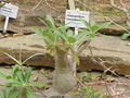 Šakotasis tukvis (Pachypodium horombense)