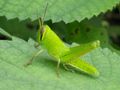 Jeune Patanga japonica (Acrididae)