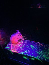 Deer mouse in fluorescent powder by Midwesternmouse