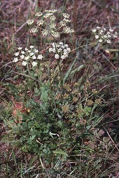 Description de l'image Peucedanum oreoselinum eF.jpg.