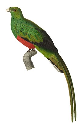 Pauwquetzal