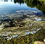 Bakterier i Stora pildammen sommaren 2016