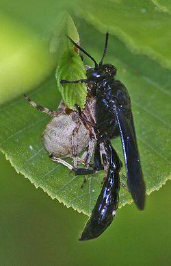 Pipe Organ Mud Dauber with Spider - Trypoxylon politum, Leesylvania State Park, Woodbridge, Virginia.jpg