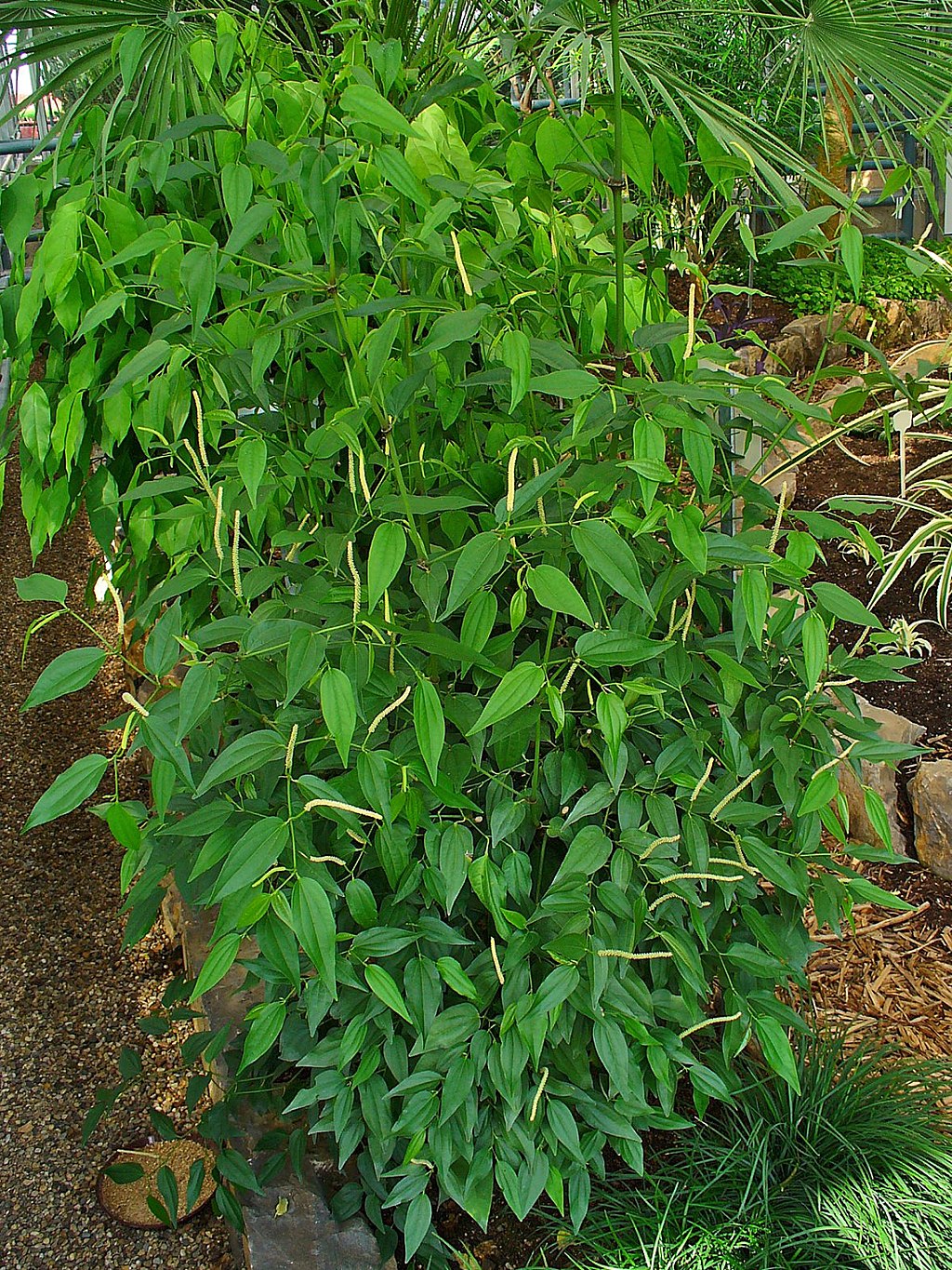 piper nigrum plant