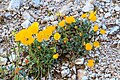 mák alpský Papaver alpinum --rsč Papaver aurantiacum . VZ